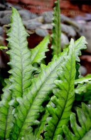 Image result for Bolbitis