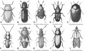 The biology of the foreign grain beetle is not well known. Lyctocoris Campestris An Overview Sciencedirect Topics