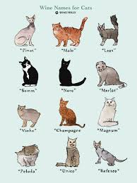 In this article we will include 25 Perfectly Fitting Wine Names For Cats Wine Folly