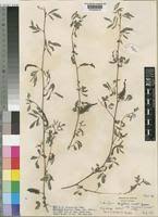 Image result for Indigofera deightonii