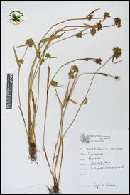 Image result for Fuirena ciliaris