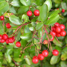 Image result for Pyracantha coccinea red column