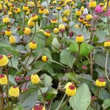 Image result for Craspedorhachis