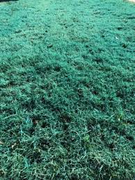 We did not find results for: Blue Weed Spray Spraying The Blue Stuff Carlsbad Nm Weed Control