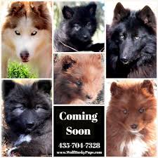 A Daughter From These Previous Lines Is Confirmed To Be Having Puppers We Will Be Listing As A Courtes Wolf Hybrid Puppies Wolf Puppies For Sale Wolf Hybrid