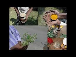 Image result for Secamone retusa