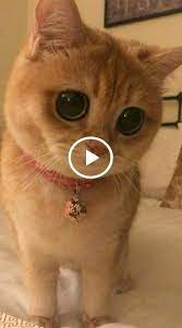 Cats Funny Cats And Kittens Cats Funny Videos Cats Funny Videos Cats Funny Videos Meme Cat Memes Cat Tattoo Ca Cat Facts Cats And Kittens Funny Cat Compilation