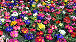 Balkon deko ideen 2015 balkonpflanzen und krauter. Pflanzen Fur Den Fruhlings Balkon Welche Blumen Konnen Jetzt Schon Raus Wetter De