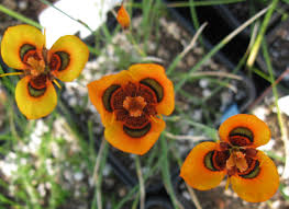 Image result for Moraea