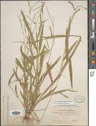 Image result for Panicum brevifolium