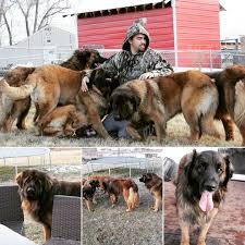 Leonberger classified ads dogs & puppies for sale, lost & found dogs, dogs for adoption. Oak Ridge Leonbergers Leonberger Breeders Leonberger Puppies Leonbergers In Utah
