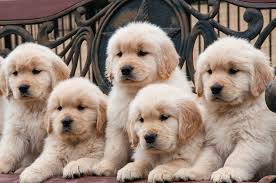 We are looking for a excellent forever home for our puppies, where their new family could give them lots of love and a beautiful life. Where To Find A Golden Golden Retriever Club Of America