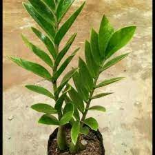 1,455 likes · 9 talking about this. Tanaman Hias Dolar Zamia Shopee Indonesia
