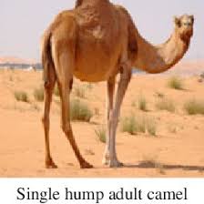 Cchmi stands for cashmere and camel hair manufacturers institute. Pdf Luxury Hair Fibers For Fashion Industry