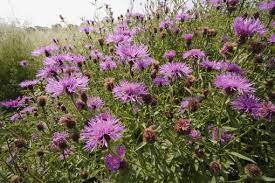 Bighead Knapweed Flower Uk Best Flower Wallpaper