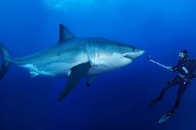 Hij heeft de aanval overleefd en er zijn ook geen vitale functies getroffen. Het Vakantiegevoel Van Freek Vonk Shark Pictures Great White Shark White Sharks