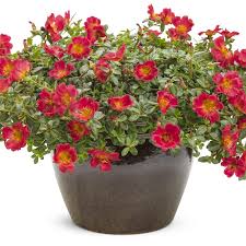 Image result for Portulaca foliosa
