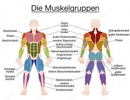 The muscular system is an organ system consisting of skeletal, smooth and cardiac muscles. Muscle Chart German Labeling Most Important Muscles Of The Human Body Colored Front And Back View Isolated Vector Illustration On White Background 160085038 Larastock