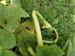 Image result for Cucurbita moschata