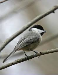 Black And White Birds In Georgia Image Result For Common Birds In Central Alabama Common Birds Backyard Birds Birds