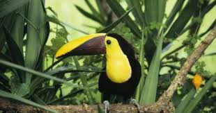 Tropical rainforests are lush and green forests full of dense trees. The Differences Between Tropical Rainforests And Deserts Tropical Rainforest Rainforest Animals Of The World