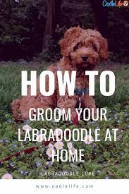 Grooming your australian labradoodle from home. Labradoodle Grooming Guide 11 Simple Australian Labradoodle Grooming Tips For Easy Diy Grooming Oodle Life