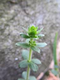 Image result for Heinsia zanzibarica