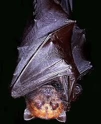 We did not find results for: Giant Golden Crowned Flying Fox Fruit Bat World S Largest Bat Endangered Animal Pictures And Facts Factzoo Com