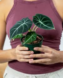 Alocasia black velvet is a very beautiful dwarf version of the alocasia. Alocasia Reginula Black Velvet Plantvine