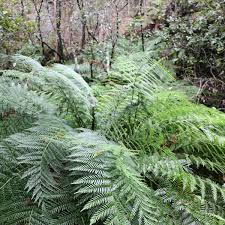 Image result for Todea