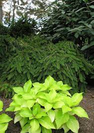 Hydrangea Lemon Daddy Brings Light To A Shade Garden With Its Outstanding Chartreuse Yellow Foliage Shade Garden Garden Borders Garden