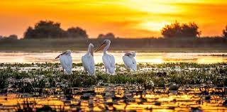 Excursii delta dunarii cu plecare din portul tulcea pe un traseu făcut special pentru iubitorii di natura cu vaporașul camely. Excursie 2 Zile Croaziera Delta Dunarii Constanta Oferta Seniori Toate Locatiile Romania Circuite Cu Autocarul Din Bucuresti