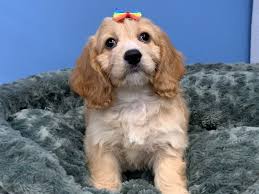 The cockapoo is a without surgery it can severely limit your pup's quality of life. Cockapoo Puppies Petland Bolingbrook Il