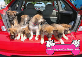 The belgian malinois is one of four varieties of belgian sheepdog: Low Cost Dog And Cat Shots In Northern California 9 Belgian Malinois Puppies Receive Their First Shots Low Cost Dog And Cat Shots In Northern California