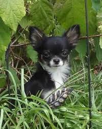 Black And White Long Haired Chihuahua Pictures Lostdog 12 03 13 Orlandpark Il Male Chihuahua 2 Years Old 3 Lbs 262 607 0852 Https Www Facebook Com Lostdogsillinois Losing A Dog Find Pets Chihuahua Love