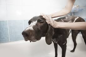 I was once told by a vet, to bathe just read a kitten loaded with fleas, in baby shampoo. Can I Use Dove Soap On My Dog Healthy Homemade Dog Treats