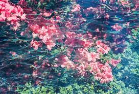 Nature aesthetic dream garden aesthetic wallpapers aesthetic pictures beautiful gardens beautiful places scenery the secret garden diy garden fence potager garden garden beds rain garden garden pond corner garden forest garden pallets garden garden care. Flowers In Water Aesthetic Wallpaper Novocom Top