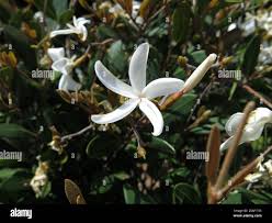 Image result for Ancylobothrys