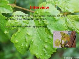 Image result for Colomerus vitis