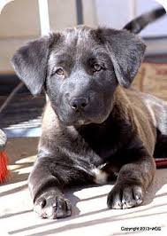 Kurt is one very awesome puppy. D545 Labrakita Akita Labrador Retriever Labrador Retriever Puppy Time Puppies