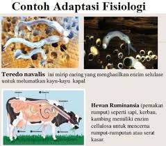 Pengertian Dan Contoh Adaptasi Fisiologi Pada Hewan Tumbuhan Dan Manusia Secara Lengkap Http Www Gurupendidikan Com Pengertia Hewan Adaptasi Gambar Hewan