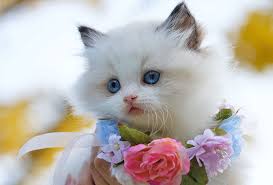 🐱 cute cartoon cat names for your female and male kitten! Hawaiian Cat Names 145 Exotic Names Find Cat Names