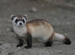 After Thousands Of Years Earth S Frozen Life Forms Are Waking Up Ferret Black Footed Ferret Endangered Animals