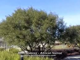 Maybe you would like to learn more about one of these? Rhus Lancea African Sumac Youtube