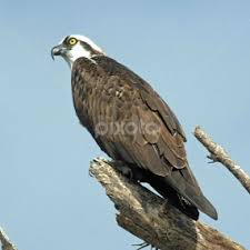 Charles Tysinger's Profile