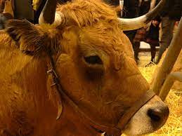 Tous les jours, l214 était présente à l'entrée du salon pour encourager les visiteurs à réfléchir à la face cachée de la viande et les sensibiliser à la vie. Salon De L Agriculture 2020 A Paris Se Familiariser Avec Les Animaux Badabim