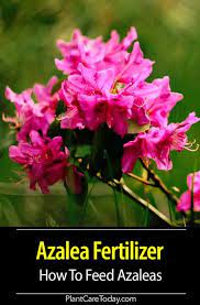 How To Feed Azaleas Azaleas Care Azalea Fertilizer Azalea Shrub