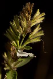 Image result for Hypoestes forskaolii