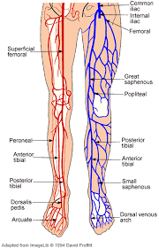 Healthandfitnessmagazine Medical Anatomy Leg Vein Anatomy Arteries And Veins