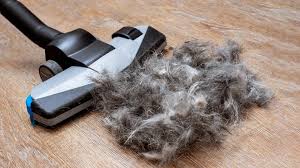 Your australian labradoodle does not need very frequent bathing. Best Pet Hair Vacuums 20 Powerful Vacuums For Dog And Cat Hair